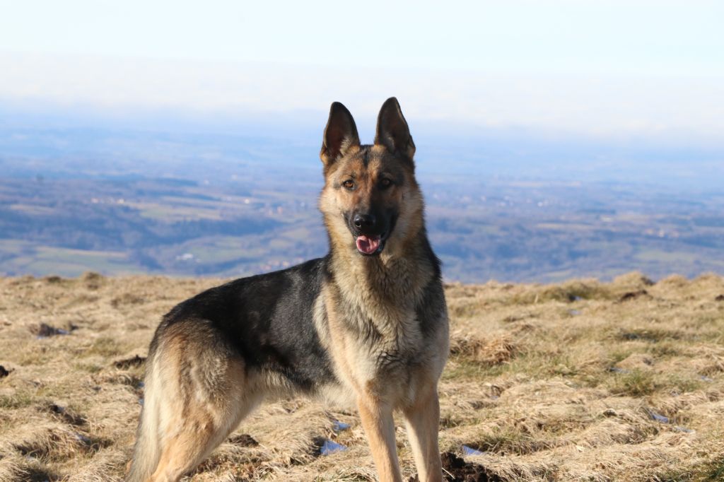 Sirka des Légendaires Vanova