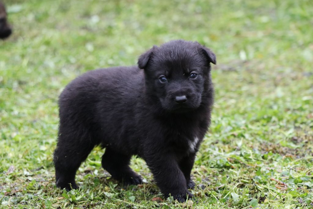 Des Moulins De Callyanna - Chiots disponibles - Berger Allemand