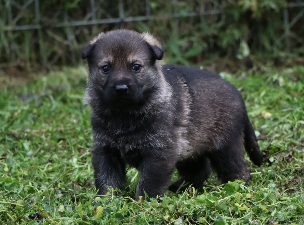 Des Moulins De Callyanna - Chiots disponibles - Berger Allemand