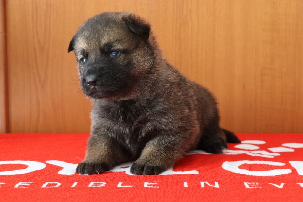 Des Moulins De Callyanna - Chiots disponibles - Berger Allemand