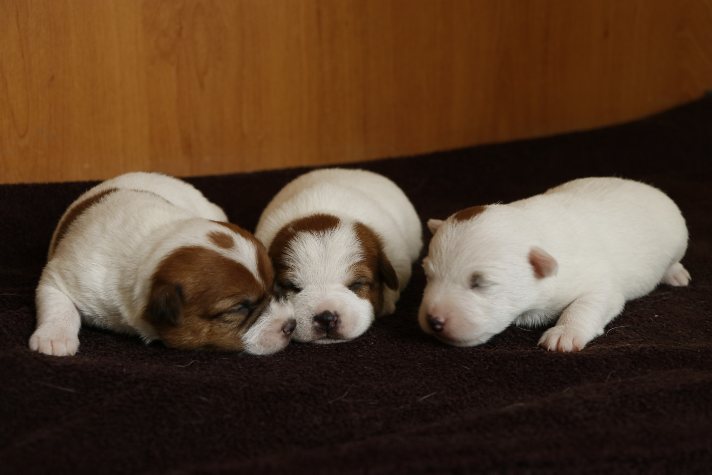 Chiot Jack Russell Terrier Des Moulins De Callyanna