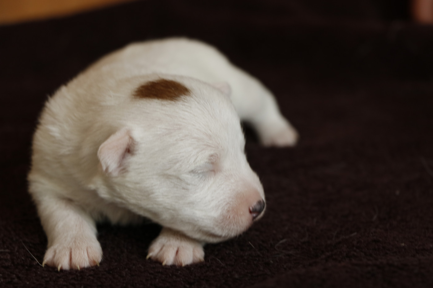 Des Moulins De Callyanna - Chiots disponibles - Jack Russell Terrier