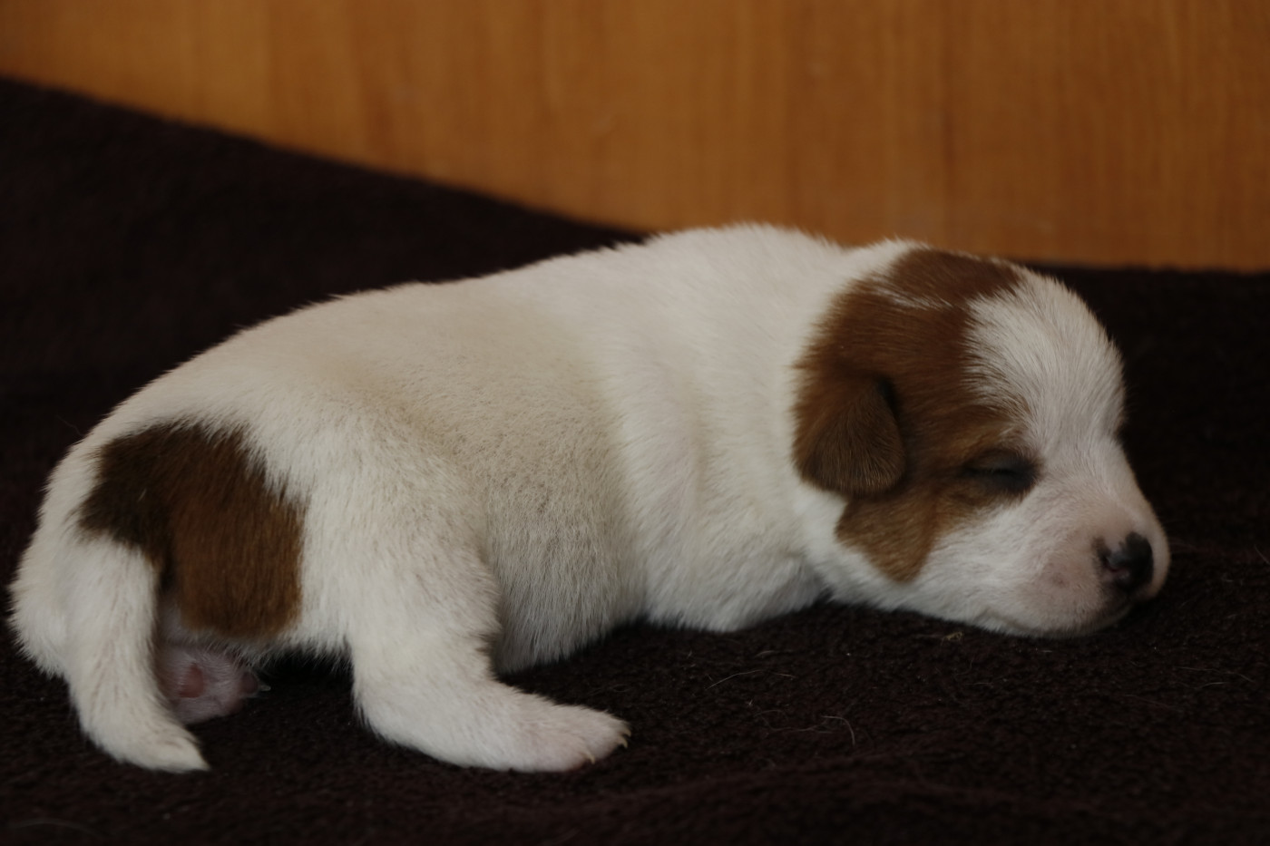 Des Moulins De Callyanna - Chiots disponibles - Jack Russell Terrier