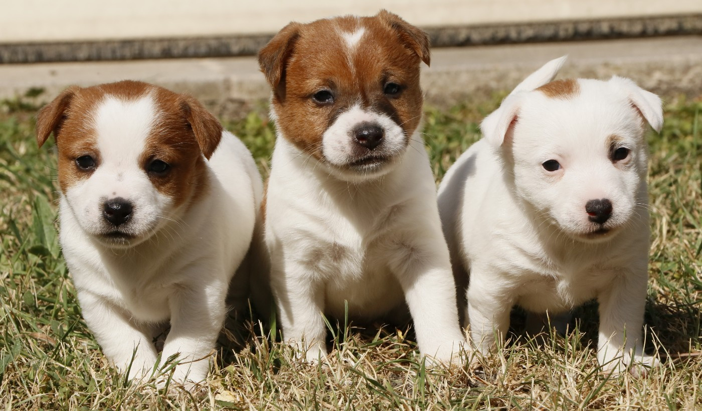 Chiot Jack Russell Terrier Des Moulins De Callyanna