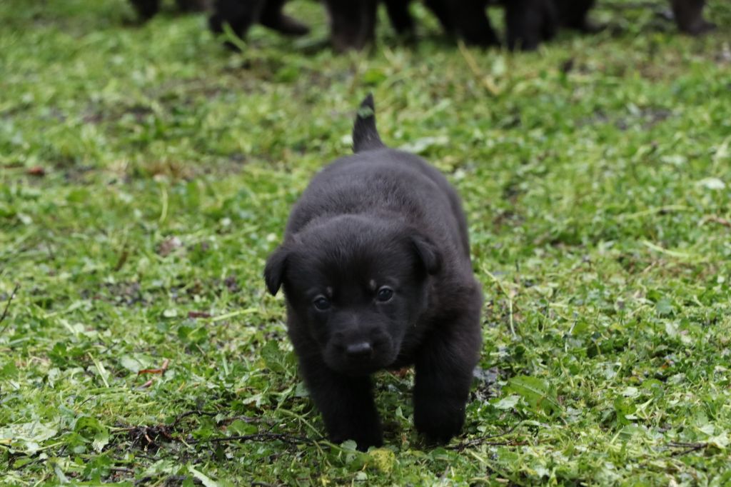 Des Moulins De Callyanna - Chiots disponibles - Berger Allemand
