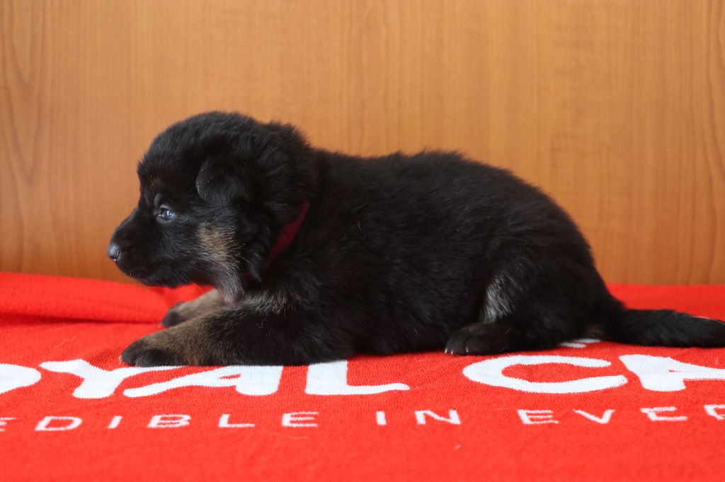 Des Moulins De Callyanna - Chiots disponibles - Berger Allemand