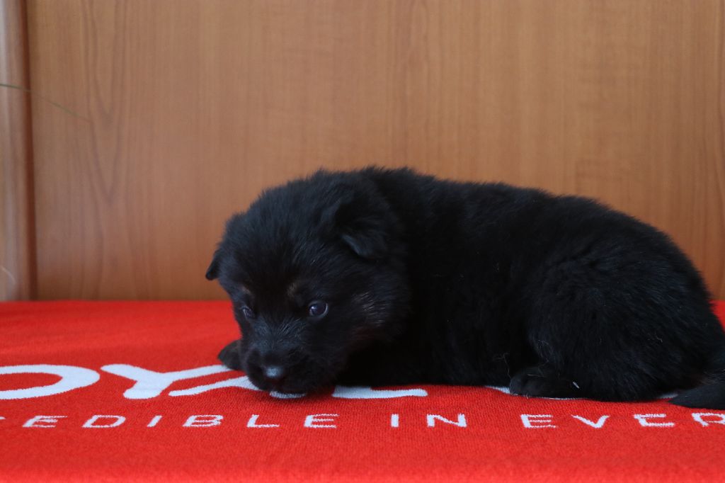 Des Moulins De Callyanna - Chiots disponibles - Berger Allemand