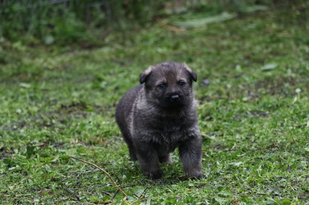 Des Moulins De Callyanna - Chiots disponibles - Berger Allemand