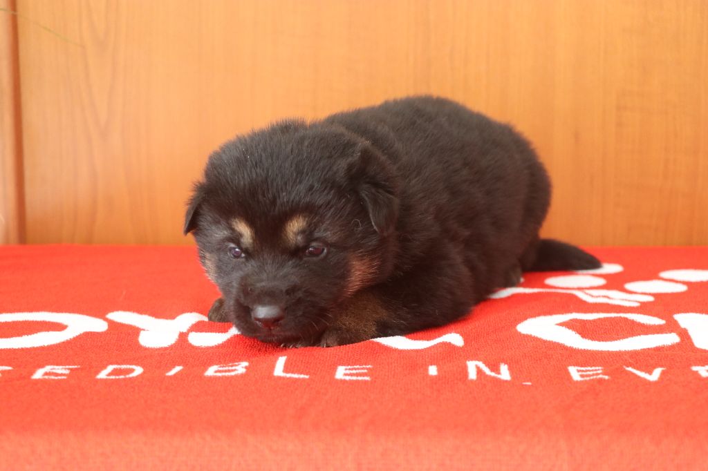 Des Moulins De Callyanna - Chiots disponibles - Berger Allemand