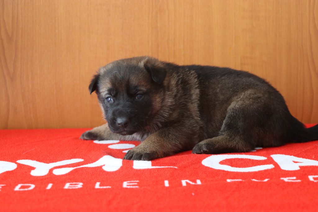 Des Moulins De Callyanna - Chiots disponibles - Berger Allemand