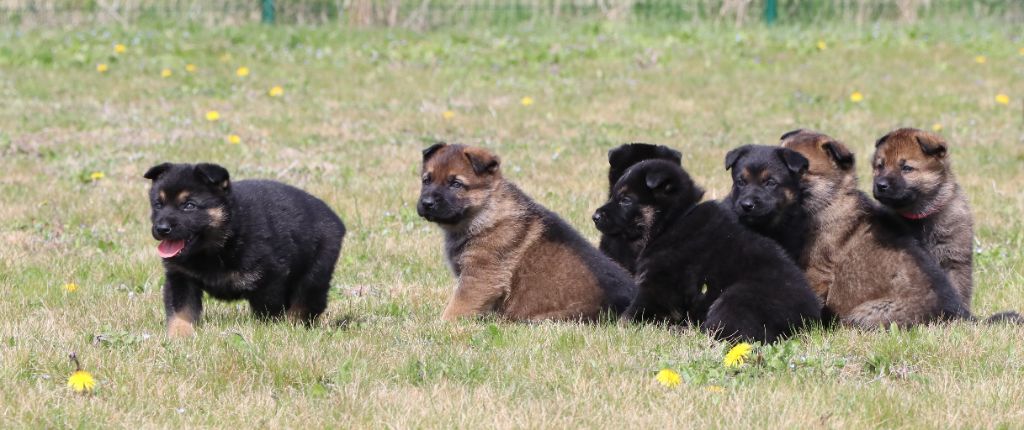 Chiot Berger Allemand Des Moulins De Callyanna