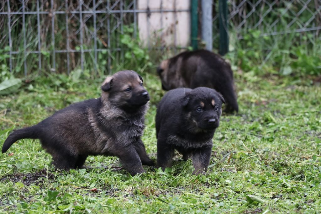 Des Moulins De Callyanna - Chiots disponibles - Berger Allemand