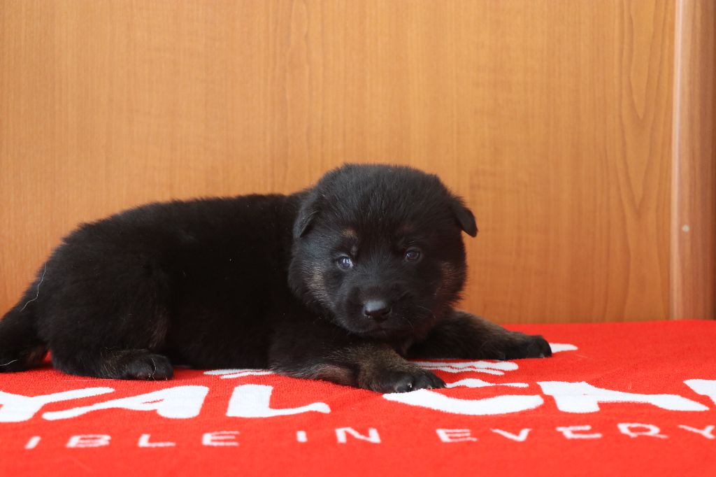 Des Moulins De Callyanna - Chiots disponibles - Berger Allemand