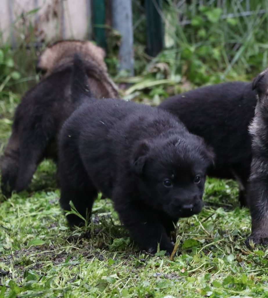 Des Moulins De Callyanna - Chiots disponibles - Berger Allemand